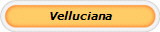 Velluciana